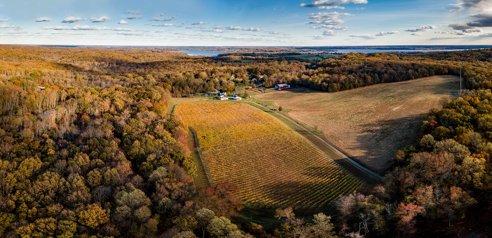 Aerial Photo of Vineyard by Licensed Drone Pilot